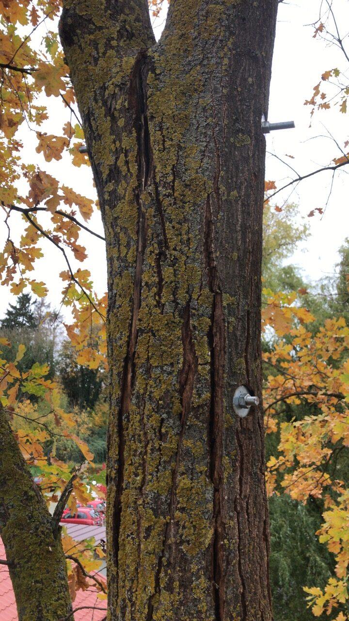 Eiche nach der Verbolzung