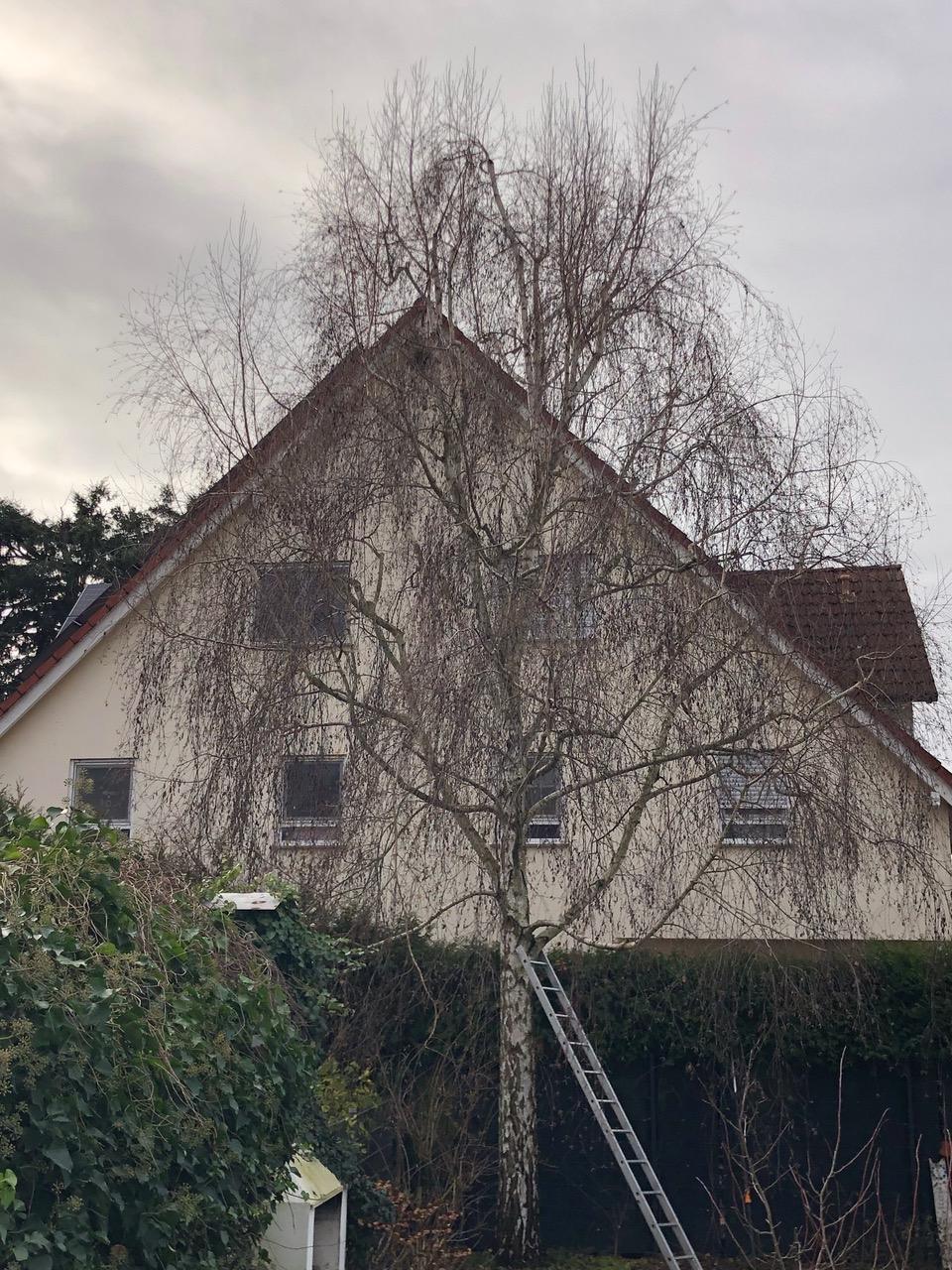 Auslichtung einer Birke in Rodgau