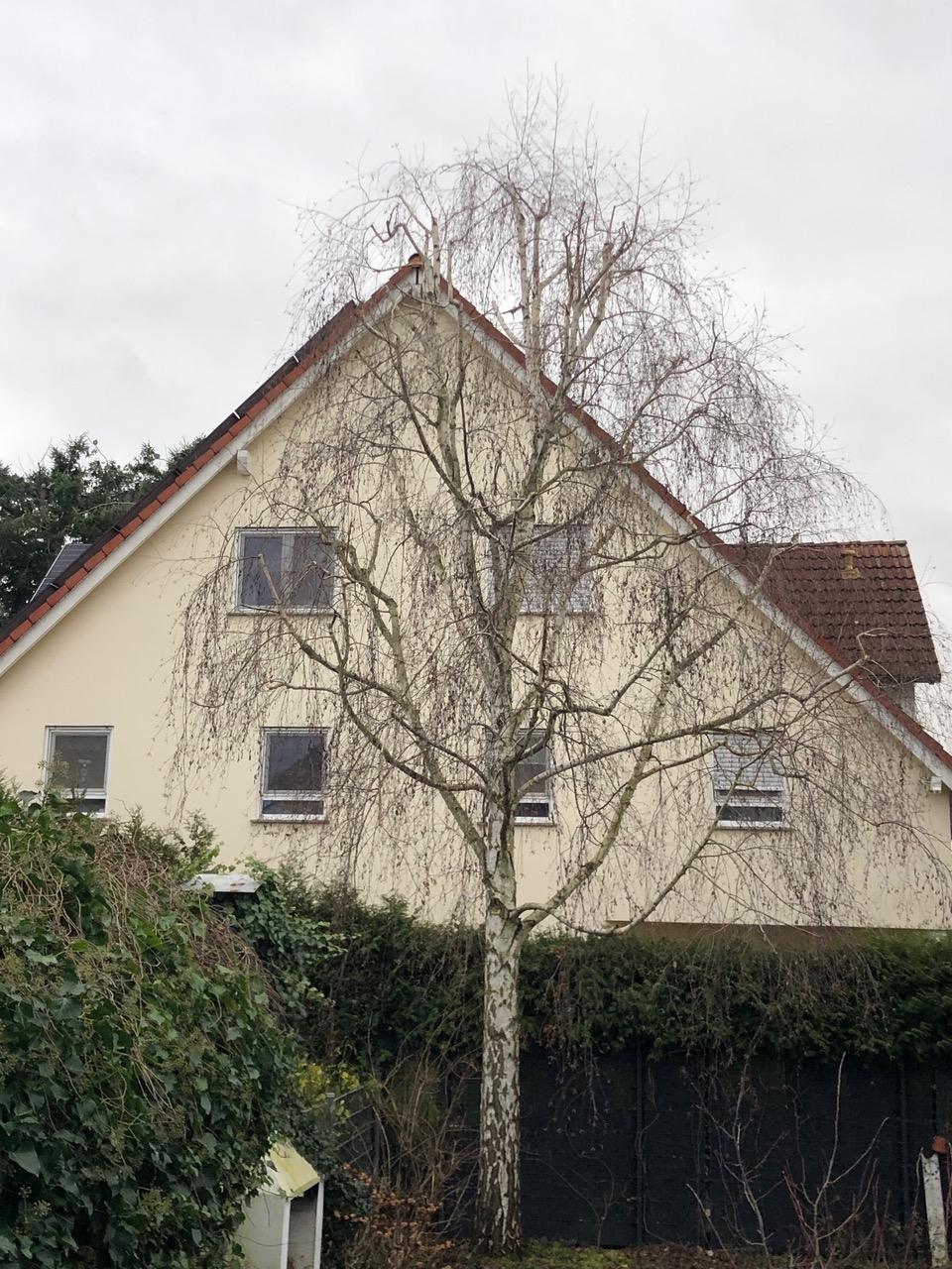 Rückschnitt einer Birke