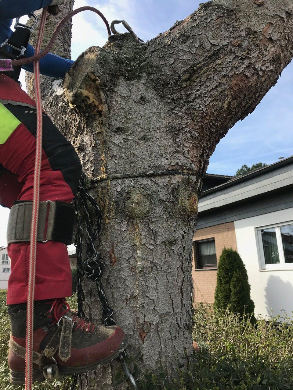 Einschnürung durch Seil am Baum