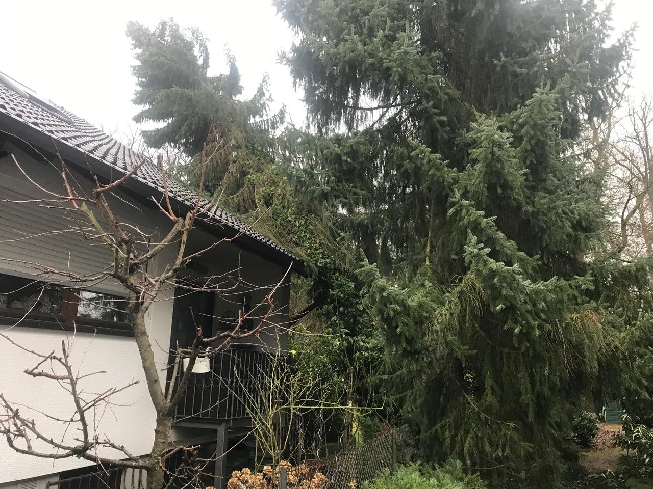 Serbische Fichte auf Nachbars Dach nach Sturm
