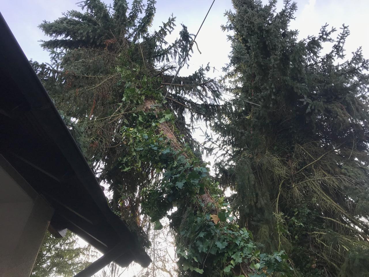 Baum mit Halte- und Zugseil vom Dach entfernt
