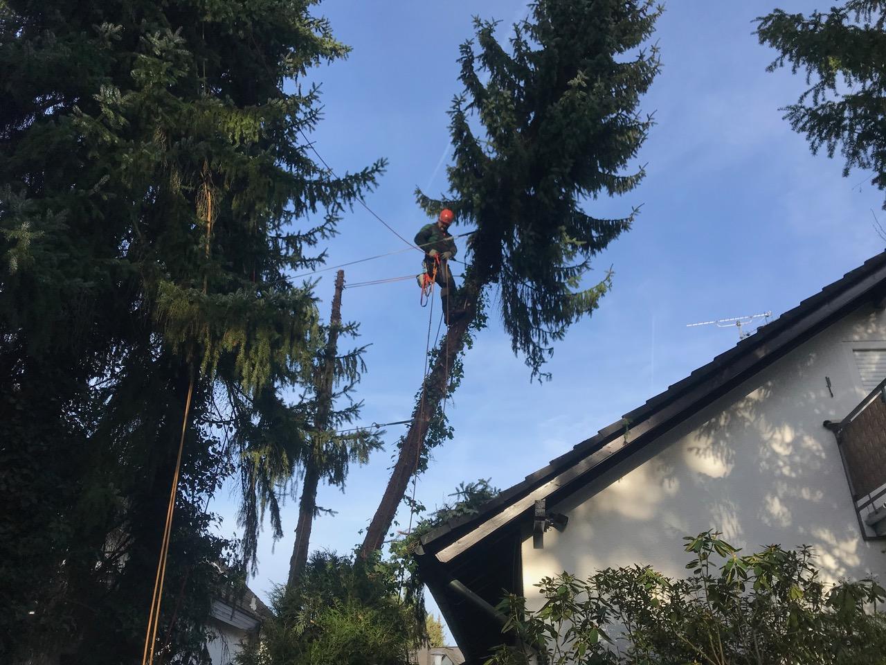 Sichere Bergung des Baumes vom Dach