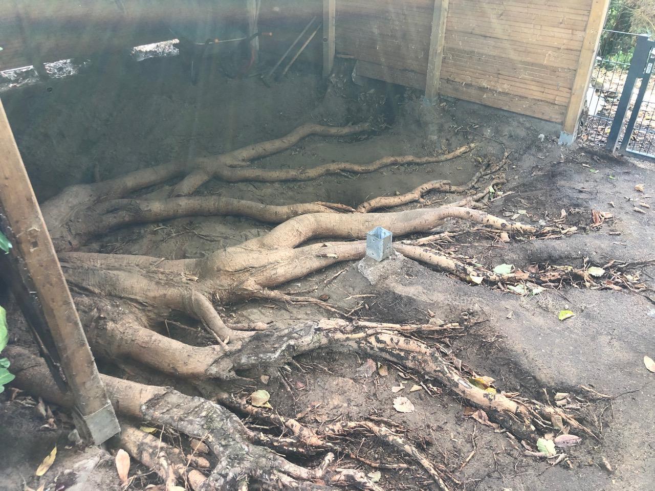Wurzelstock im Garten