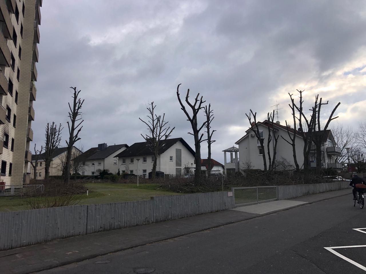 Nicht fachgerechte Kronenreduzierung