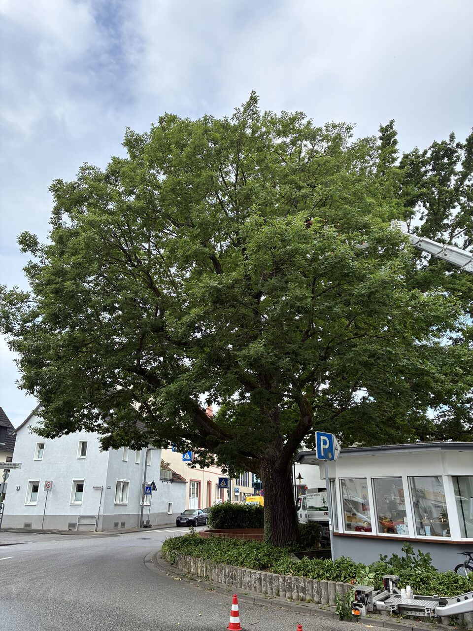 Großer gepflegter Laubbaum an einer Straßenkreuzung – Baumpflege durch GeGo's